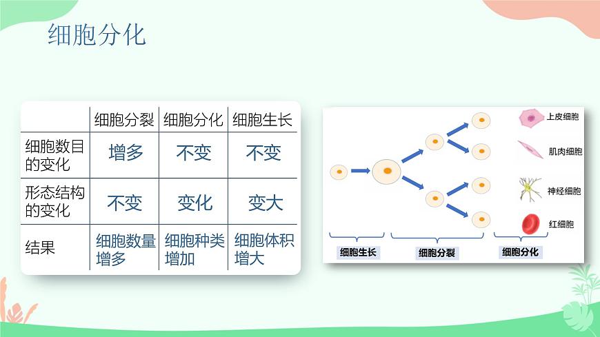 【核心素養(yǎng)】人教版初中生物七年級上冊1.3.2《動物體的結構層次》課件第8頁
