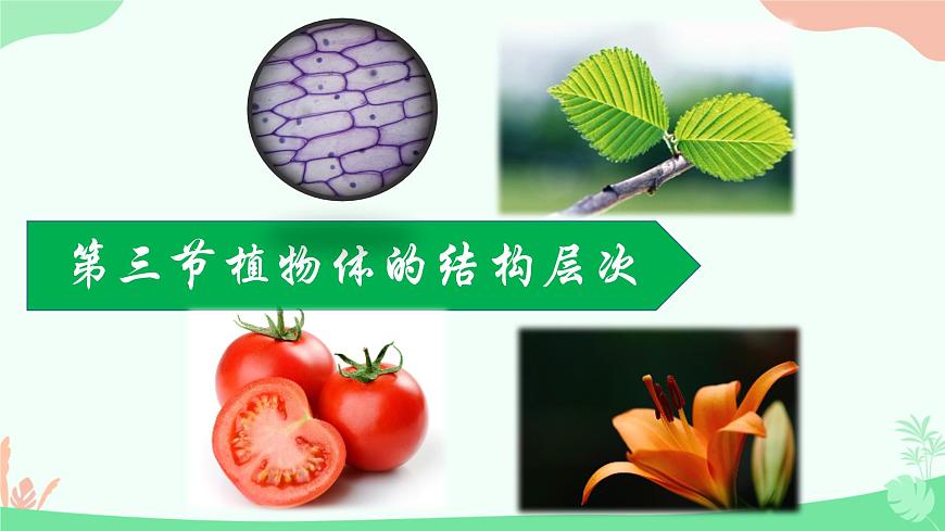 【核心素養(yǎng)】人教版初中生物七年級上冊1.3.3《植物體的結(jié)構(gòu)層次》課件第1頁