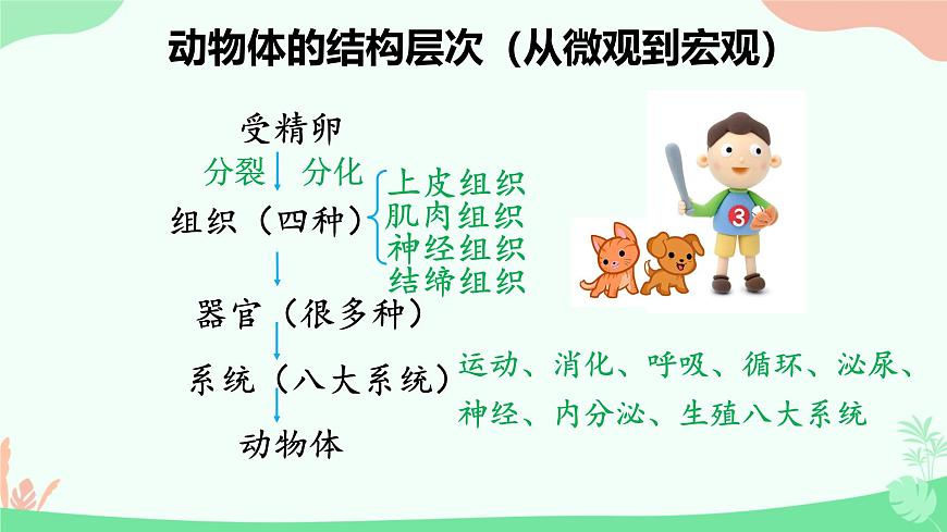 【核心素養(yǎng)】人教版初中生物七年級上冊1.3.3《植物體的結(jié)構(gòu)層次》課件第3頁
