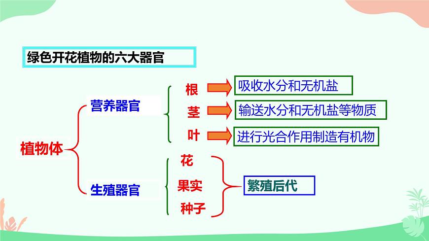 【核心素養(yǎng)】人教版初中生物七年級上冊1.3.3《植物體的結(jié)構(gòu)層次》課件第6頁