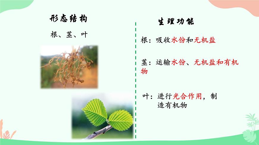 【核心素養(yǎng)】人教版初中生物七年級上冊1.3.3《植物體的結(jié)構(gòu)層次》課件第7頁
