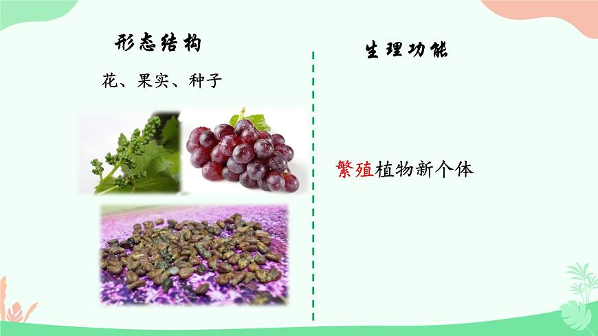 【核心素養(yǎng)】人教版初中生物七年級上冊1.3.3《植物體的結(jié)構(gòu)層次》課件第8頁