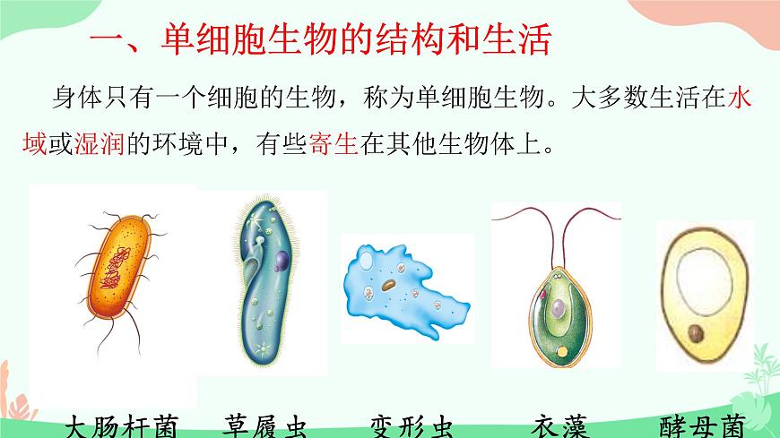 【核心素養(yǎng)】人教版初中生物七年級上冊1.3.4《單細胞生物》課件第4頁