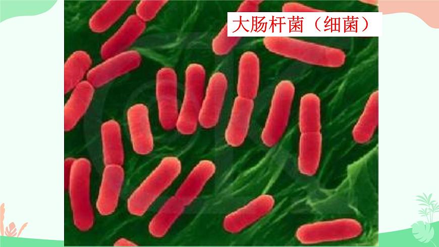 【核心素養(yǎng)】人教版初中生物七年級上冊1.3.4《單細胞生物》課件第5頁