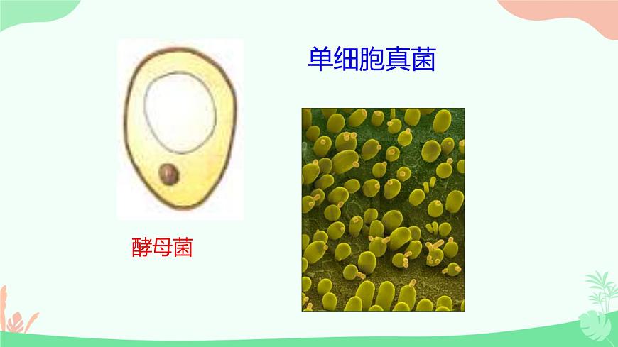 【核心素養(yǎng)】人教版初中生物七年級上冊1.3.4《單細胞生物》課件第6頁