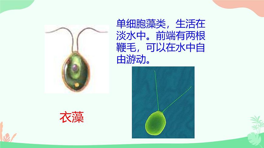 【核心素養(yǎng)】人教版初中生物七年級上冊1.3.4《單細胞生物》課件第8頁