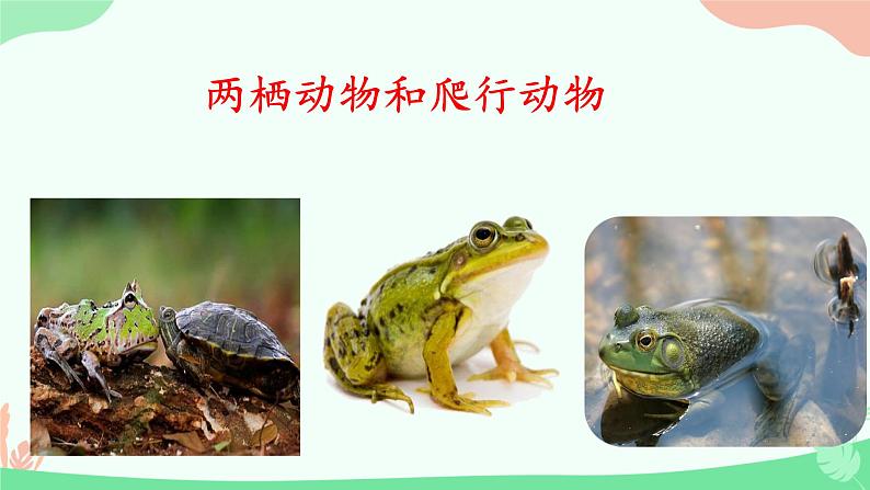 【核心素养】人教版初中生物七年级上册2.2.2.2《两栖动物和爬行动物》课件+教案(含教学反思)+学案01