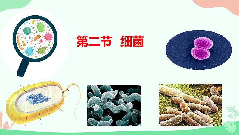 【核心素养】人教版初中生物七年级上册2.3.2《细菌》课件+教案(含教学反思)+学案01