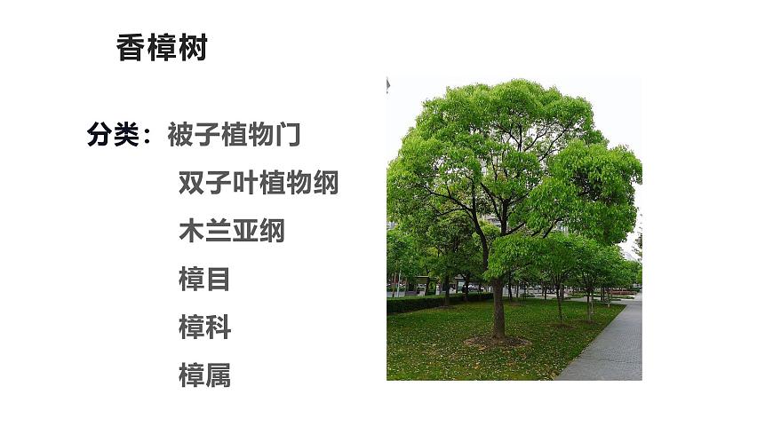 蘇教版生物七上1.1.1《我們周圍的生物-認識校園植物》課件第2頁