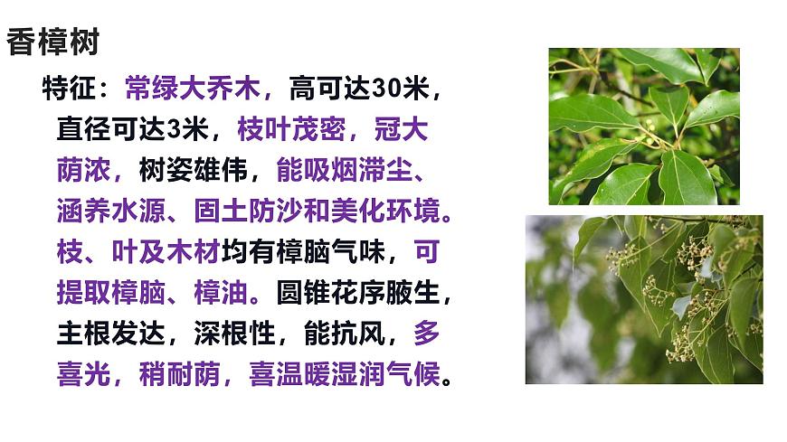 蘇教版生物七上1.1.1《我們周圍的生物-認識校園植物》課件第3頁