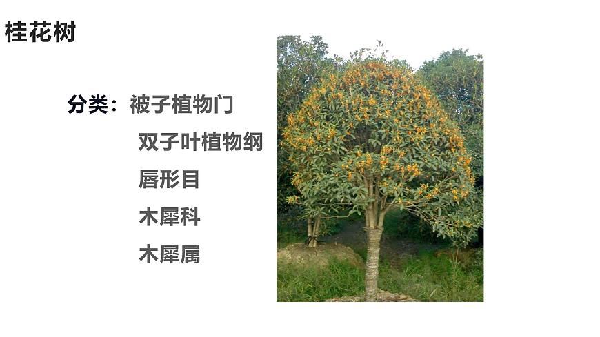蘇教版生物七上1.1.1《我們周圍的生物-認識校園植物》課件第4頁