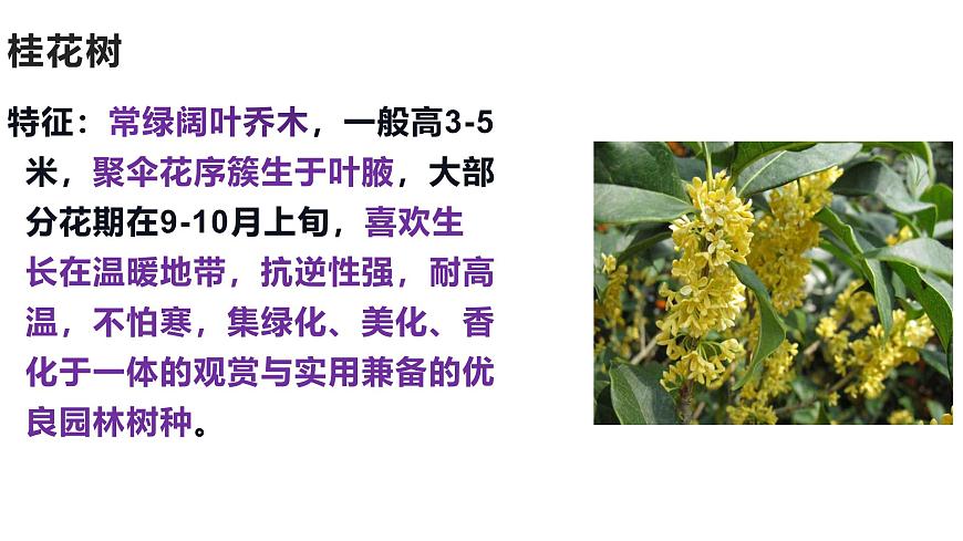 蘇教版生物七上1.1.1《我們周圍的生物-認識校園植物》課件第5頁