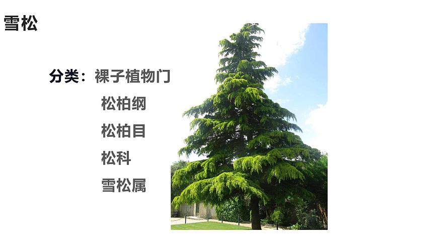 蘇教版生物七上1.1.1《我們周圍的生物-認識校園植物》課件第6頁