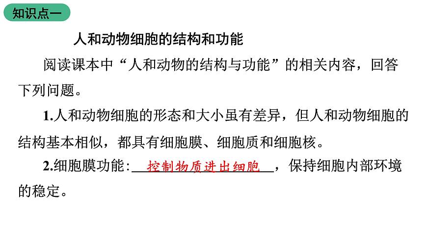蘇教版生物七上2.3.2《人和動物細胞的結(jié)構(gòu)和功能》課件第3頁