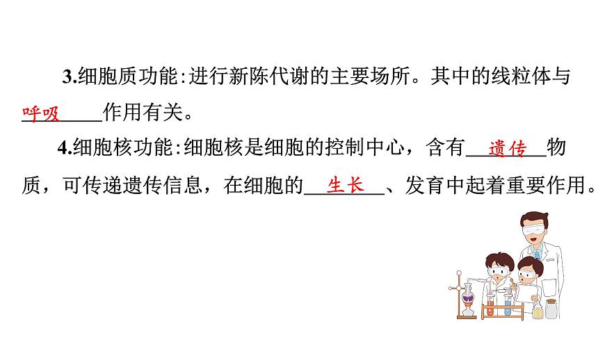 蘇教版生物七上2.3.2《人和動物細胞的結(jié)構(gòu)和功能》課件第4頁