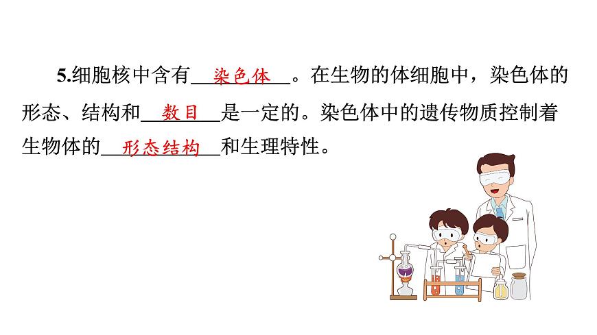 蘇教版生物七上2.3.2《人和動物細胞的結(jié)構(gòu)和功能》課件第5頁