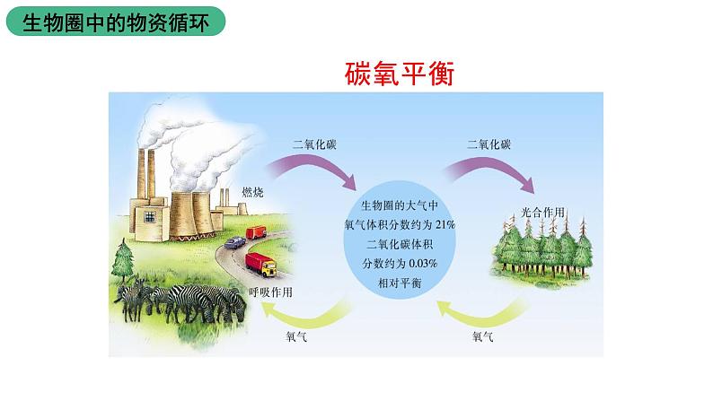 苏教版生物七上7.2《 绿色植物与生物圈的物质循环》课件第7页