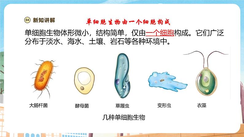 【新教材】苏教版生物七年级上册1.2.2 单细胞生物 课件+学案(含答案)05