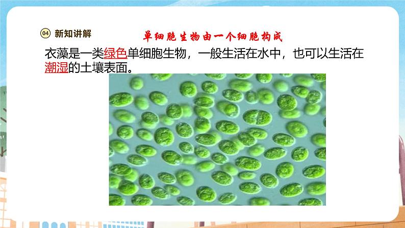 【新教材】苏教版生物七年级上册1.2.2 单细胞生物 课件+学案(含答案)06