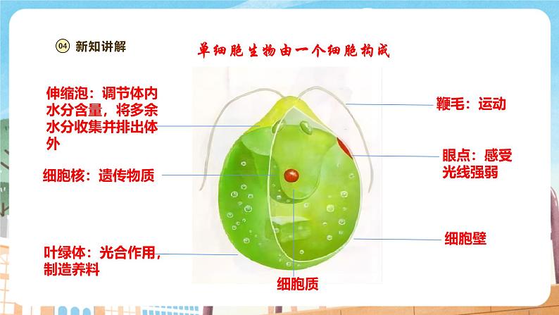 【新教材】苏教版生物七年级上册1.2.2 单细胞生物 课件+学案(含答案)07
