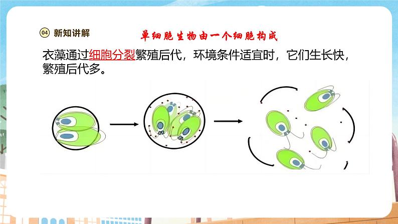 【新教材】苏教版生物七年级上册1.2.2 单细胞生物 课件+学案(含答案)08