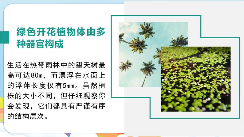 【新教材】济南版七年级生物上册第1单元第2章第3节生物体在结构和功能上是一个统一整体 课件第8页
