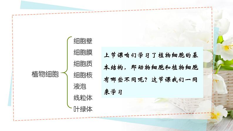 生物人教版(2024)七上1.2.3动物细胞课件01