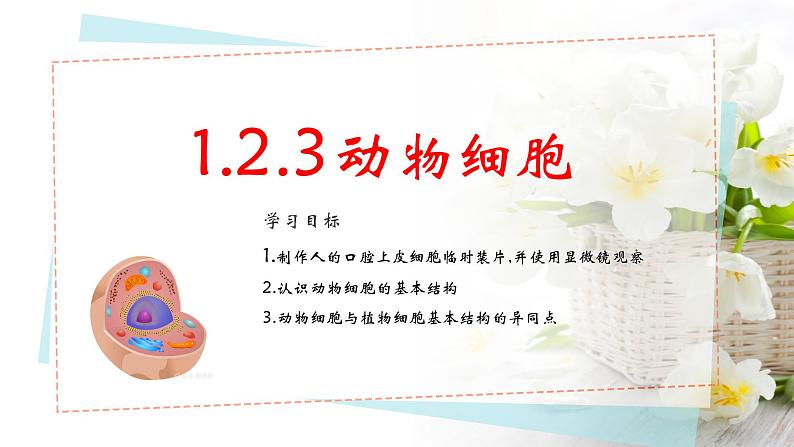 生物人教版(2024)七上1.2.3动物细胞课件02