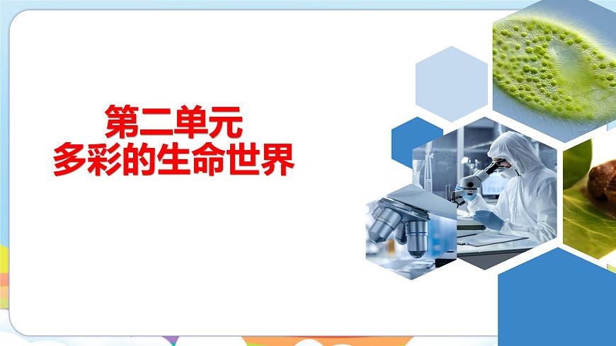 【新教材】濟南版七年級生物上冊第2單元第1章第1節(jié)藻類、苔蘚和蕨類植物能用孢子繁殖后代 課件第1頁