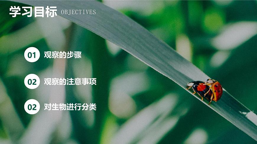 新人教版(2024)生物七年級上冊--1.1.1 觀察周邊環(huán)境中的生物 (課件)第3頁