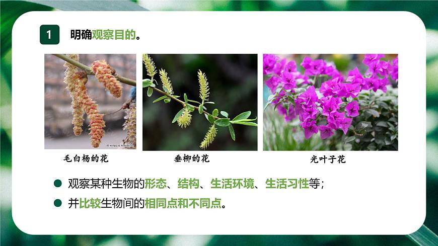新人教版(2024)生物七年級上冊--1.1.1 觀察周邊環(huán)境中的生物 (課件)第7頁