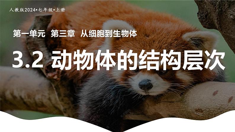 新人教版(2024)生物七年级上册--1.3.2 动物体的结构层次(课件)01