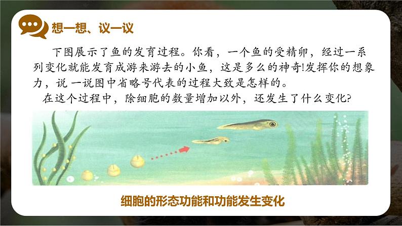 新人教版(2024)生物七年级上册--1.3.2 动物体的结构层次(课件)02