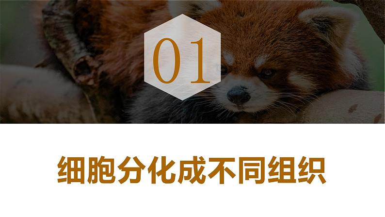新人教版(2024)生物七年级上册--1.3.2 动物体的结构层次(课件)04