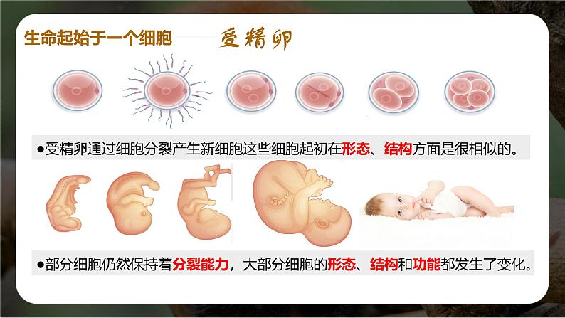 新人教版(2024)生物七年级上册--1.3.2 动物体的结构层次(课件)05
