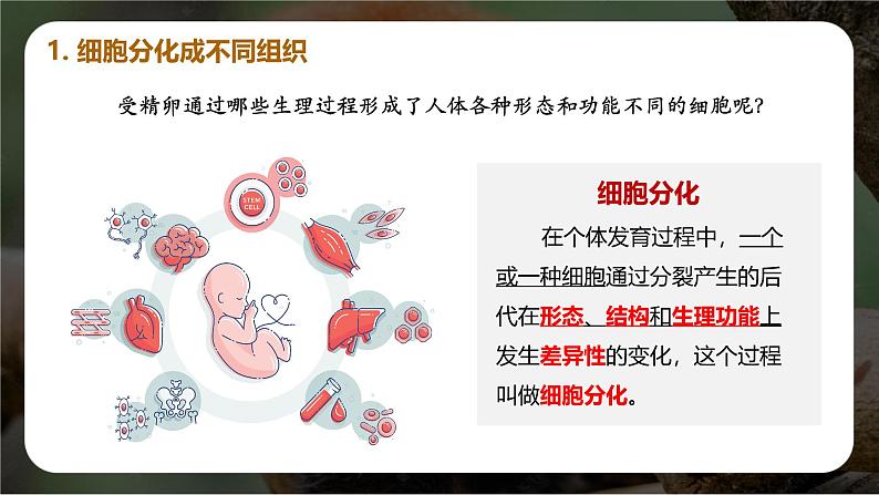 新人教版(2024)生物七年级上册--1.3.2 动物体的结构层次(课件)06