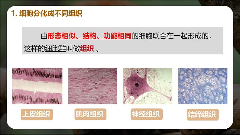 新人教版(2024)生物七年级上册--1.3.2 动物体的结构层次(课件)08
