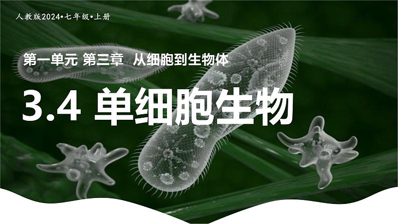 新人教版(2024)生物七年级上册--1.3.4 单细胞生物(课件)01