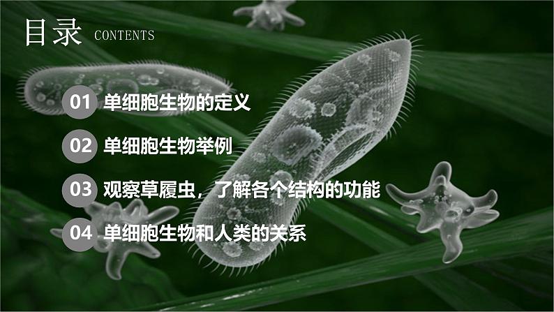 新人教版(2024)生物七年级上册--1.3.4 单细胞生物(课件)02
