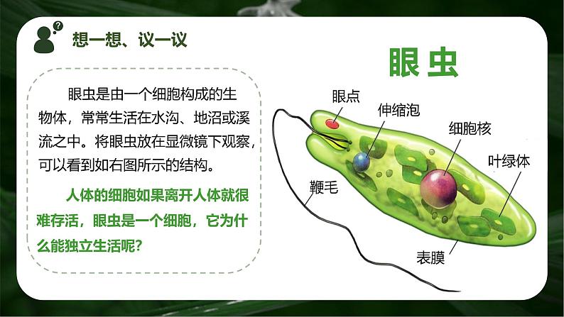新人教版(2024)生物七年级上册--1.3.4 单细胞生物(课件)03