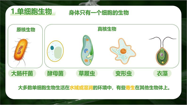 新人教版(2024)生物七年级上册--1.3.4 单细胞生物(课件)04