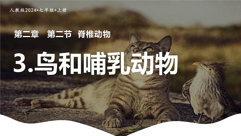 新人教版(2024)生物七年级上册--2.2.2脊椎动物(鸟类和哺乳动物)(课件)01