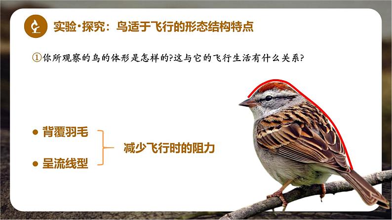 新人教版(2024)生物七年级上册--2.2.2脊椎动物(鸟类和哺乳动物)(课件)04