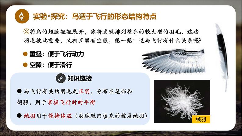 新人教版(2024)生物七年级上册--2.2.2脊椎动物(鸟类和哺乳动物)(课件)05