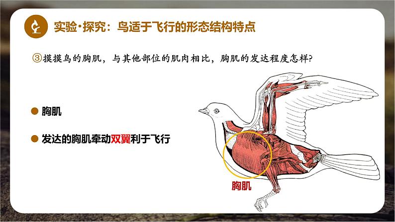 新人教版(2024)生物七年级上册--2.2.2脊椎动物(鸟类和哺乳动物)(课件)06