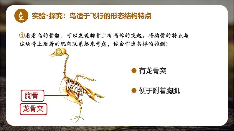 新人教版(2024)生物七年级上册--2.2.2脊椎动物(鸟类和哺乳动物)(课件)07