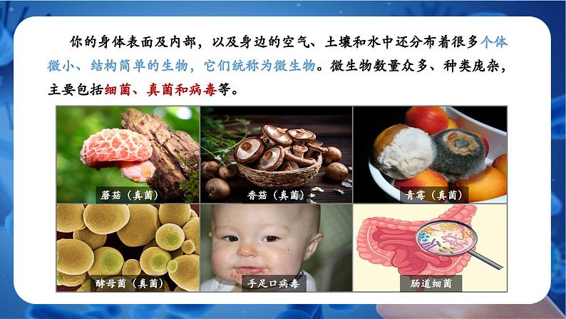 新人教版(2024)生物七年级上册--2.3.1微生物的分布(课件)04
