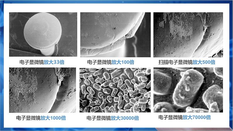 新人教版(2024)生物七年级上册--2.3.1微生物的分布(课件)07