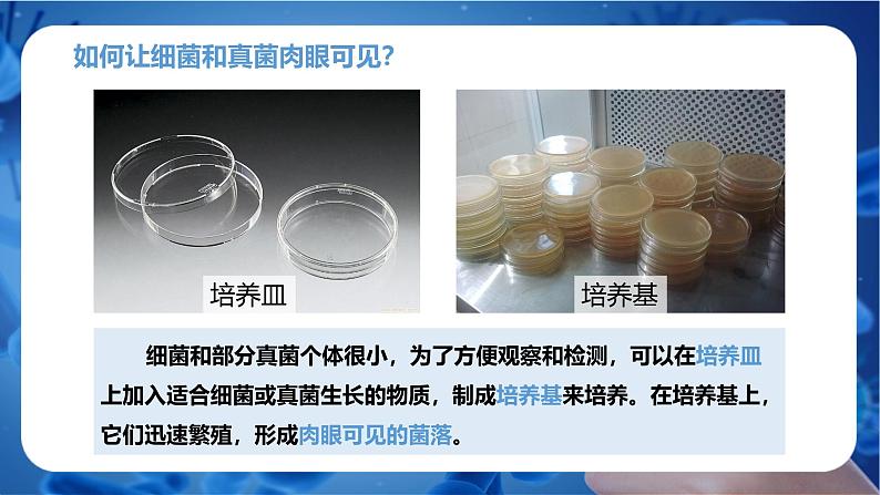 新人教版(2024)生物七年级上册--2.3.1微生物的分布(课件)08