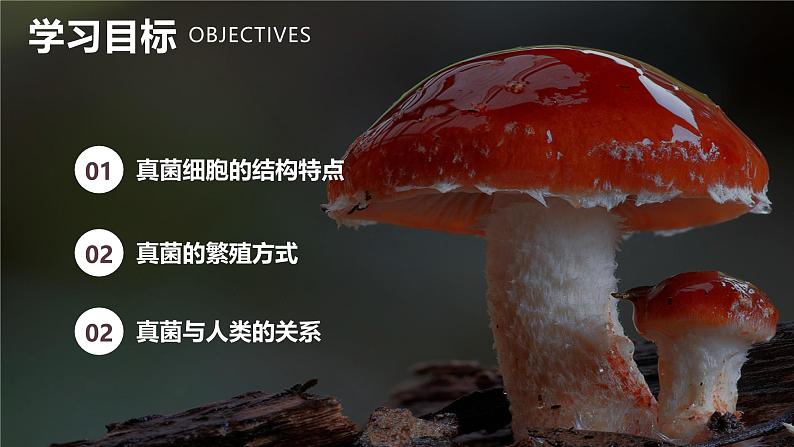 新人教版(2024)生物七年级上册--2.3.3真菌(课件)02